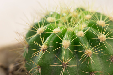Potted cactus plant on the table, close-up image