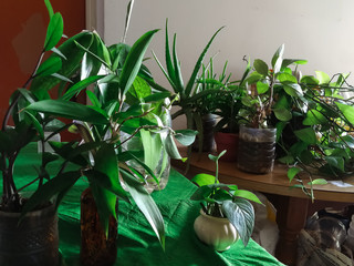 Obraz premium Green houseplants in the house. Greenery plant shelfie concept.