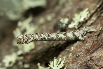 Geometer moth larva on bark
