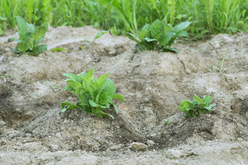 Earth up potato plants