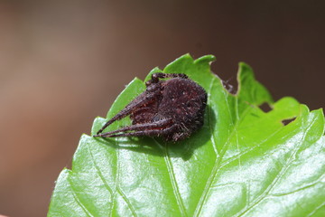 Braune Spinne wahrscheinlich eine Eriovixia Art