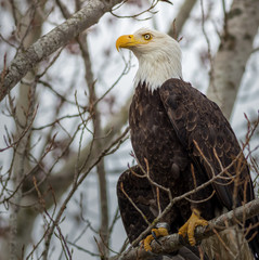Bald Eagle with Droopy Wing and Band