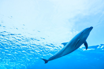 イルカが泳ぐ海 © ISPHOTO