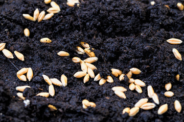 rye grain