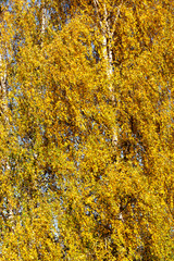 birch foliage