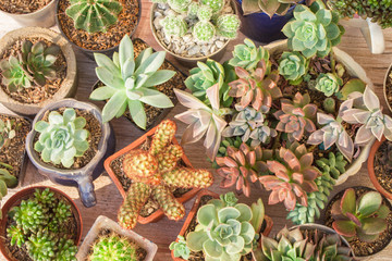 Collection of cacti and succulents