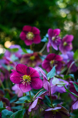 Obraz premium Maroon hellebore, lenten rose, blooming in a woodland garden