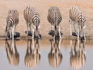 Fototapeta na wymiar Four zebra stand side by side, creating reflections as they drink at a waterhole during the dry season in Etosha National Park, Namibia.