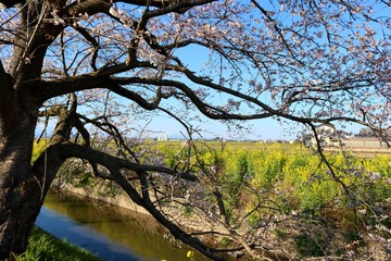 さくら　川　菜の花　春　風景　杤木