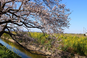 さくら　川　菜の花　春　風景　杤木