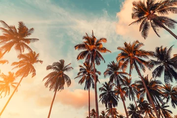 Foto auf Acrylglas Kopieren Sie den Raum der tropischen Palme mit Sonnenlicht auf Himmelshintergrund. © tonktiti