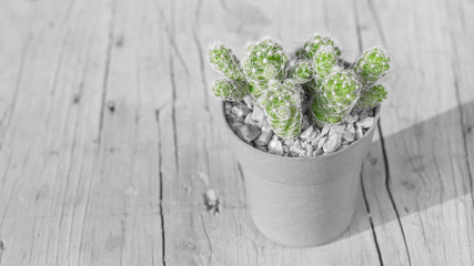 Potted cactus plant on the table, close-up image