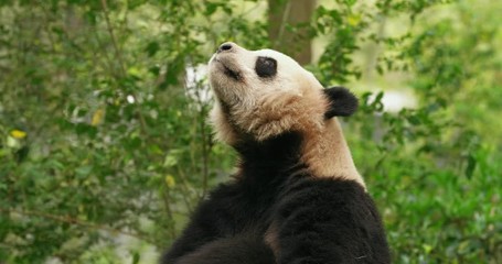 Close up side view of one giant panda bear sitting in the woods open his mouth yawning looking like a angry panda 4k footage nature animal footage
