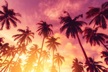 Plakat Copy space of tropical palm tree with sun light on sky background.