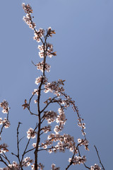 Beautiful cherry blossoms against a clear blue sky; pretty pink flowers bloom on a tree in the spring