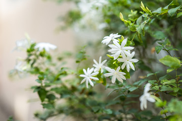 Blossom jasmine flower at garden.
