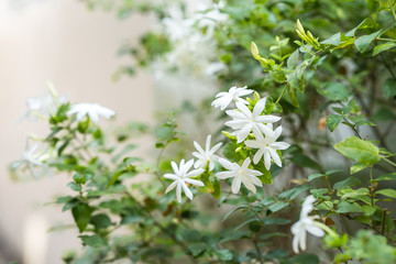 Blossom jasmine flower at garden.