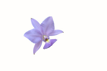 Obraz na płótnie Canvas Blossom purple Cattleya orchid isolated on white background.