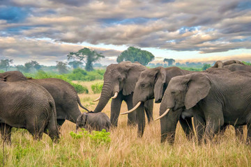 A herd of female African elephants (Loxodonta africana) protects a young calf as they walk through the beautiful landscape of Queen Elizabeth National Park, Uganda.