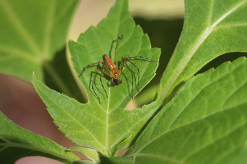  rote Spinne  mit Beute