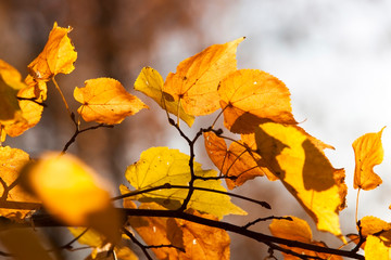 autumn yellow foliage