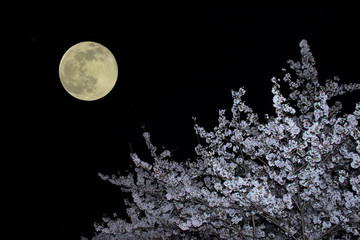 夜桜と満月