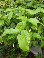 green leaves of basil