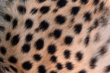 Black spots and coarse hairs on cheetah