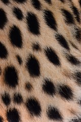 Black spots and coarse hairs on cheetah