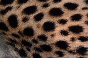 Black spots and coarse hairs on cheetah