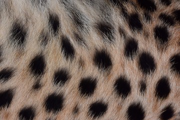 Black spots and coarse hairs on cheetah