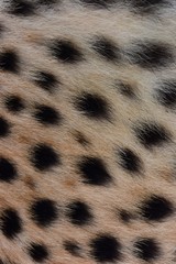 Black spots and coarse hairs on cheetah