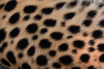 Black spots and coarse hairs on cheetah © suntisook