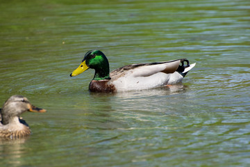 Male Mallard Duck swimming on lake