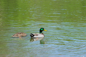 Obraz premium Pair of Mallard Ducks swimming on lake