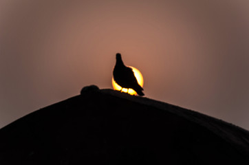 silhouette of penguin on sunset background of blue sky