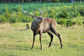 エゾシカのフレーメン（北海道・知床）