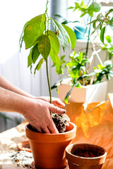Planting plants in a pot.