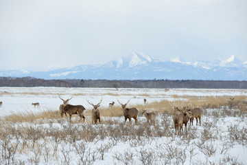 雪原に群れるエゾシカ（北海道・野付半島）