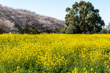 埼玉県権現堂の桜と菜の花
