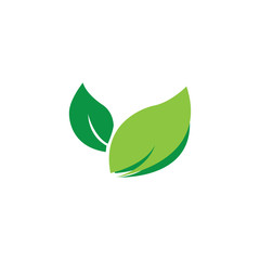 Green tea leaf illustration colorful design vector