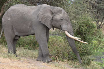 African elephant in Tarangire National Park, Tanzania