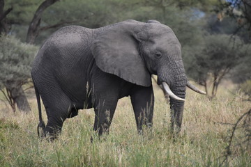 Fototapeta na wymiar African elephant in Tarangire National Park, Tanzania