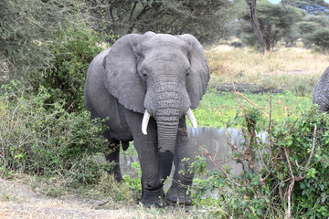 Fototapeta premium African elephant in Tarangire National Park, Tanzania