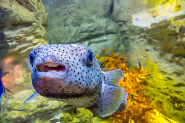 fish in aquarium