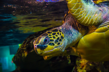 sea turtle on coral reef