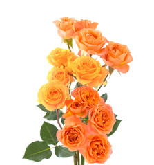 orange and yellow beautiful roses isolated on white background