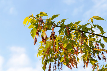 trees and plants