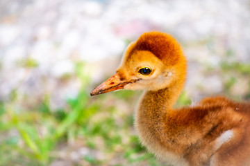 Sandhill Crane Colt