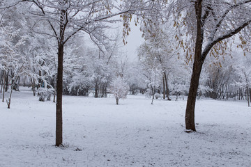 winter Park in the city